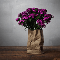 Coffee Bag Flower Vase - The Unusual Gift Company