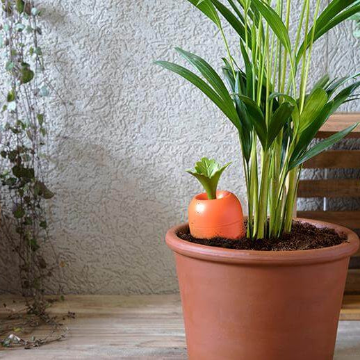 Care It Self Watering Carrot - The Unusual Gift Company