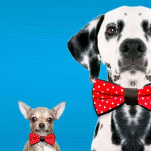 Pet Bow Tie - The Unusual Gift Company